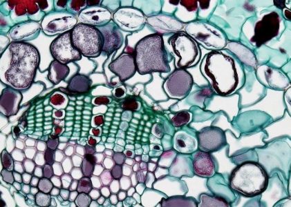 anatomy and physiology lab manual answers